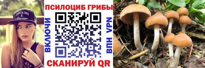 где купить наркоту блэк спрут нарко площадка Telegram Ковдор Галлюциногенные грибы Cubensis